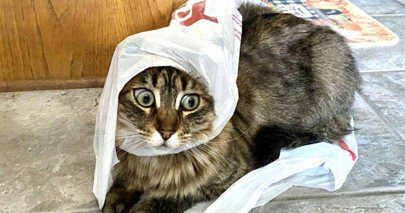 12 Foto Lucu Kucing Terjebak di Kantong Plastik, Ekspresinya Kocak